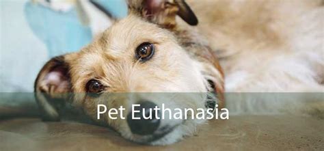 euthanasia at home for pets near me